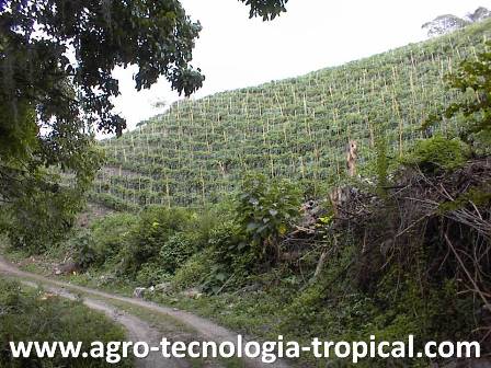 El cultivo de tomates en laderas de montaña tiene costos de produccion mas altos y debe venderse a precios altos